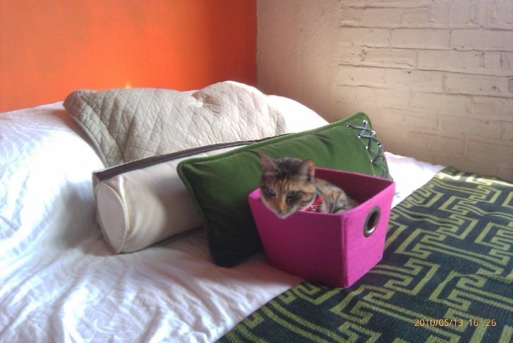 Picture of a cat / kitten / feline