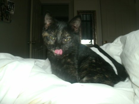 Picture of a cat / kitten / feline