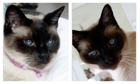 Picture of a cat / kitten / feline