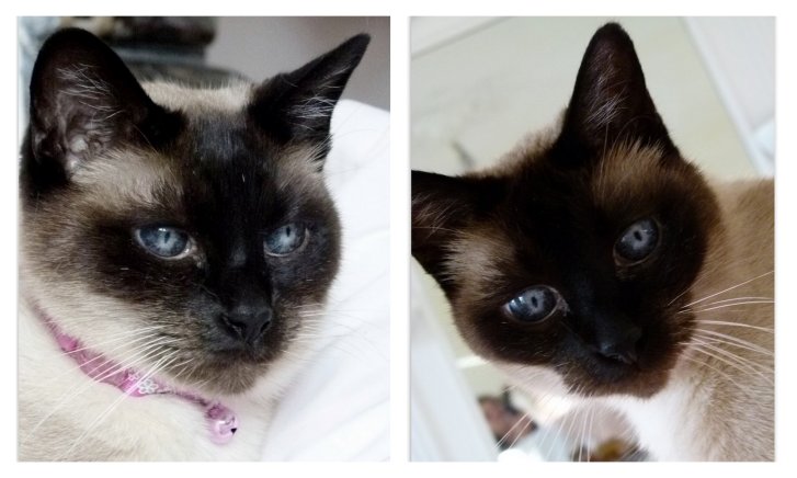 Picture of a cat / kitten / feline