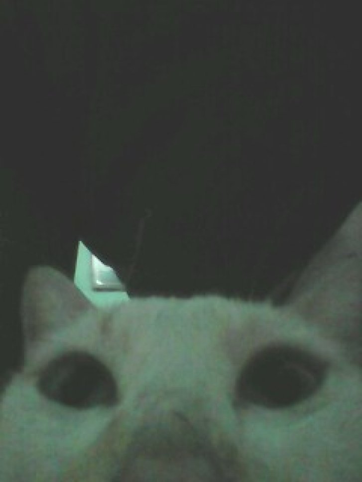 Picture of a cat / kitten / feline