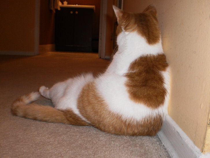 Picture of a cat / kitten / feline