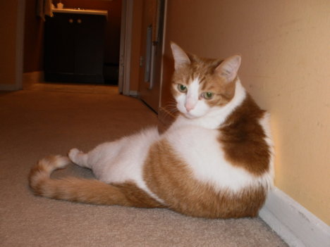 Picture of a cat / kitten / feline