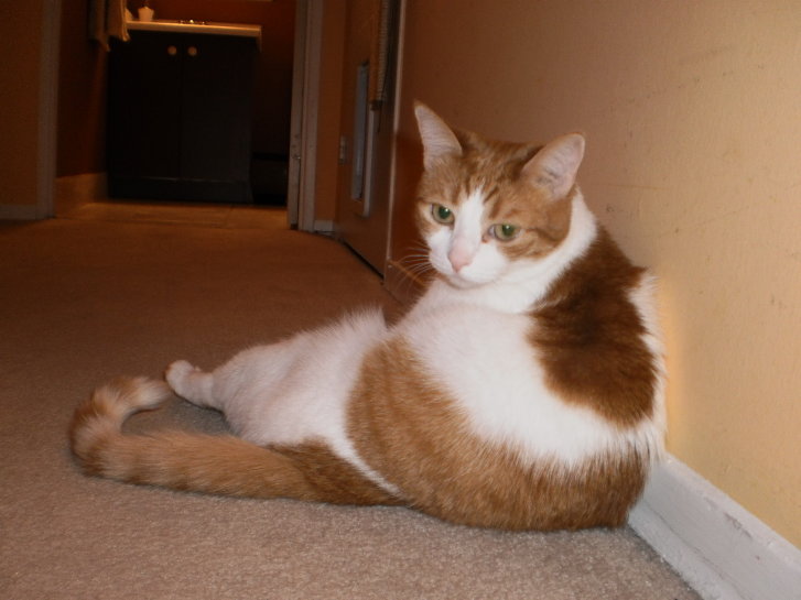 Picture of a cat / kitten / feline