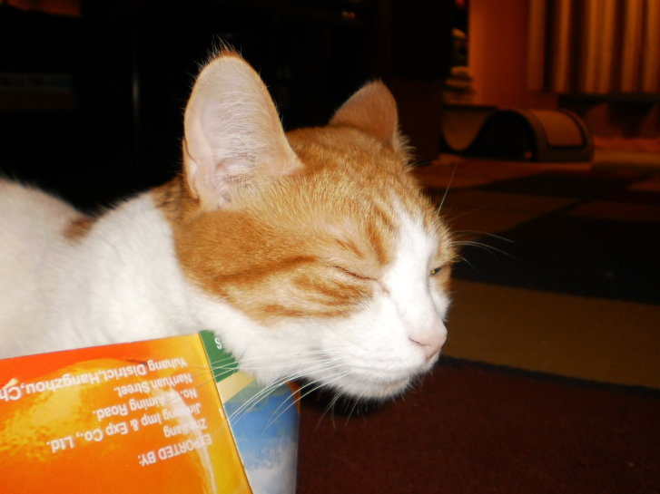 Picture of a cat / kitten / feline