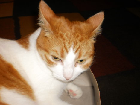 Picture of a cat / kitten / feline