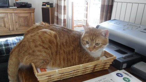 Picture of a cat / kitten / feline