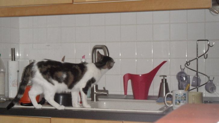 Picture of a cat / kitten / feline