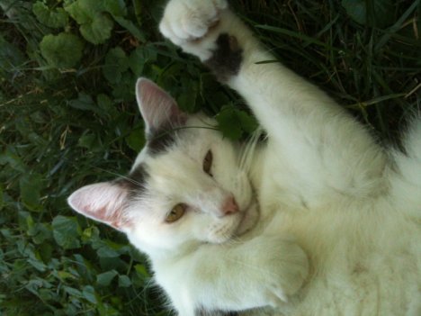 Picture of a cat / kitten / feline