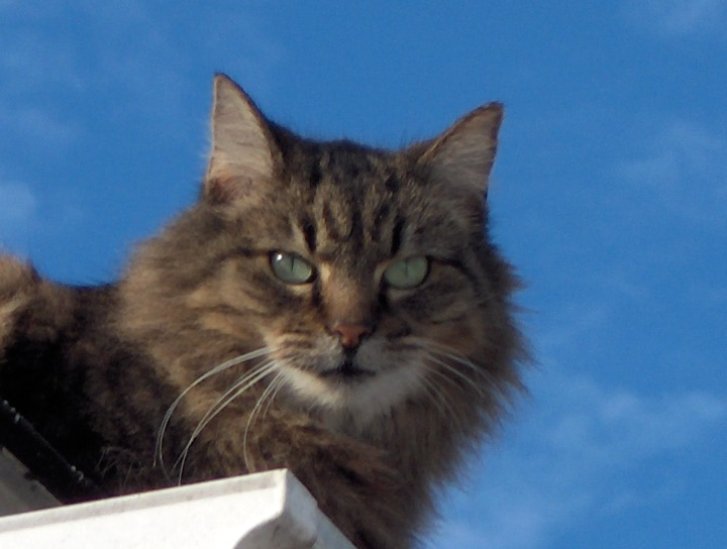 Picture of a cat / kitten / feline