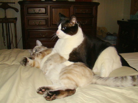 Picture of a cat / kitten / feline