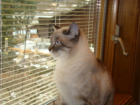 Picture of a cat / kitten / feline