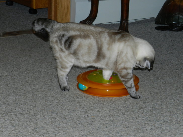 Picture of a cat / kitten / feline