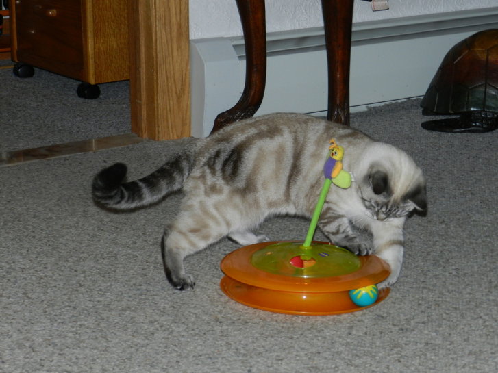 Picture of a cat / kitten / feline