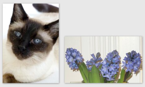 Picture of a cat / kitten / feline