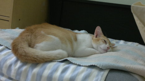 Picture of a cat / kitten / feline