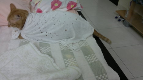 Picture of a cat / kitten / feline