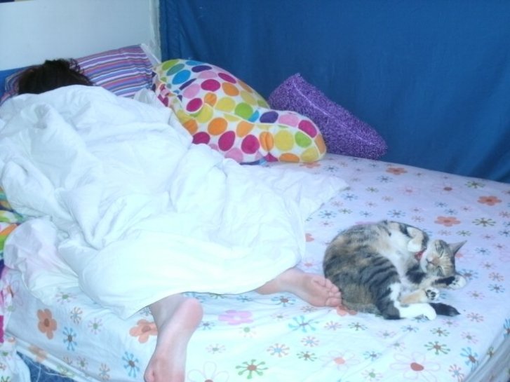 Picture of a cat / kitten / feline