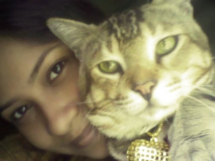 Picture of a cat / kitten / feline