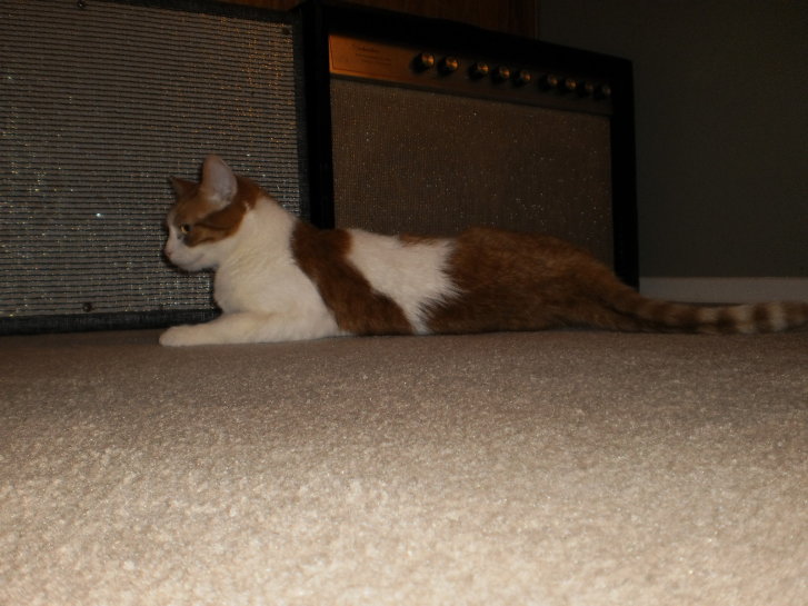 Picture of a cat / kitten / feline