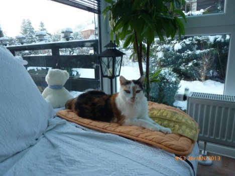 Picture of a cat / kitten / feline