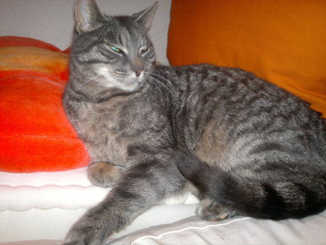 Picture of a cat / kitten / feline