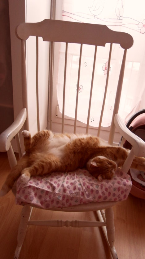 Picture of a cat / kitten / feline