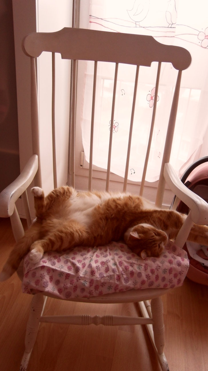 Picture of a cat / kitten / feline