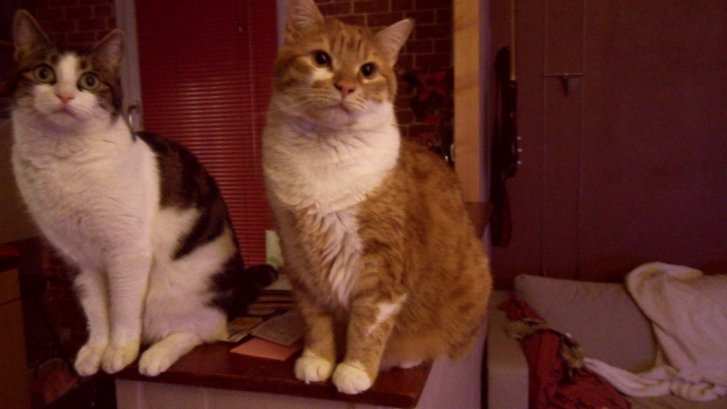 Picture of a cat / kitten / feline