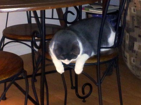 Picture of a cat / kitten / feline