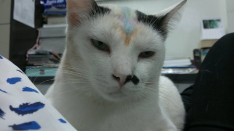 Picture of a cat / kitten / feline