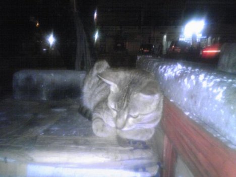 Picture of a cat / kitten / feline