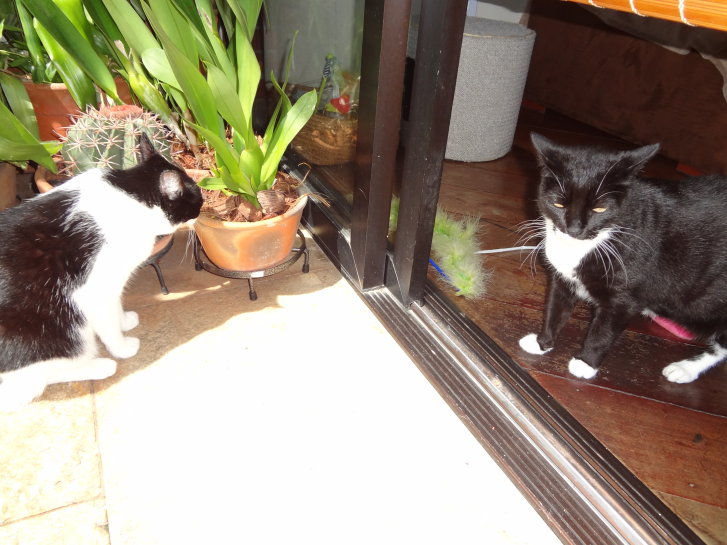 Picture of a cat / kitten / feline