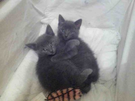 Picture of a cat / kitten / feline