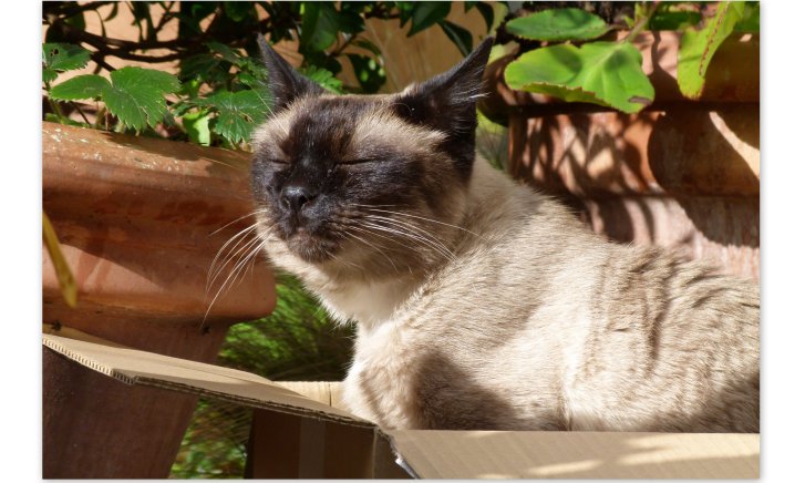 Picture of a cat / kitten / feline