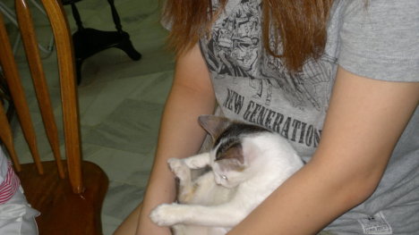 Picture of a cat / kitten / feline