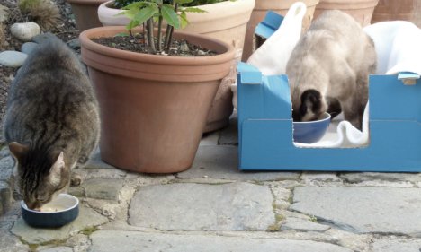 Picture of a cat / kitten / feline