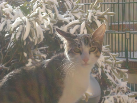 Picture of a cat / kitten / feline