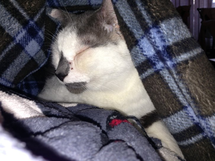 Picture of a cat / kitten / feline