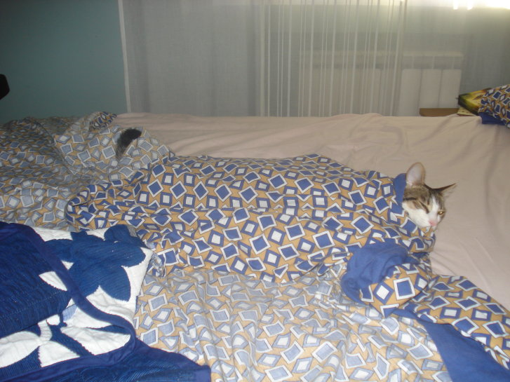 Picture of a cat / kitten / feline