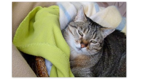 Picture of a cat / kitten / feline