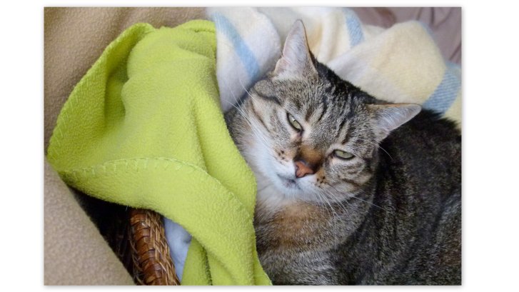 Picture of a cat / kitten / feline