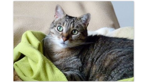 Picture of a cat / kitten / feline