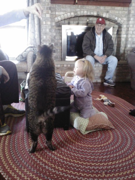 Picture of a cat / kitten / feline