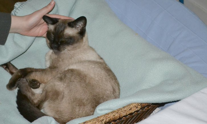 Picture of a cat / kitten / feline