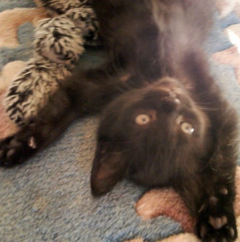 Picture of a cat / kitten / feline