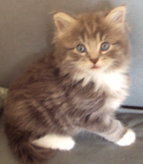 Picture of a cat / kitten / feline