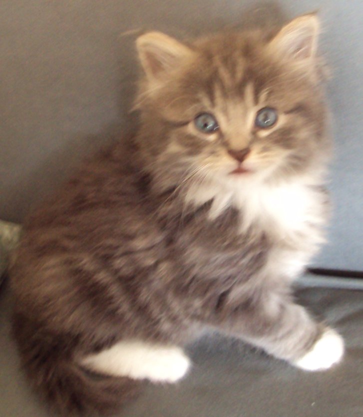 Picture of a cat / kitten / feline