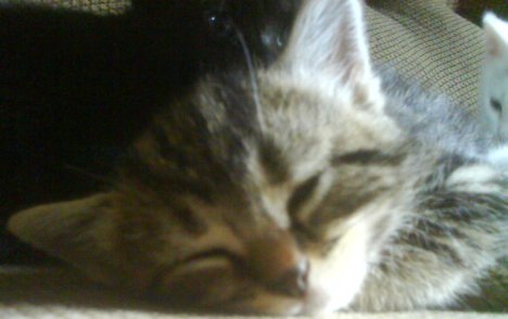 Picture of a cat / kitten / feline