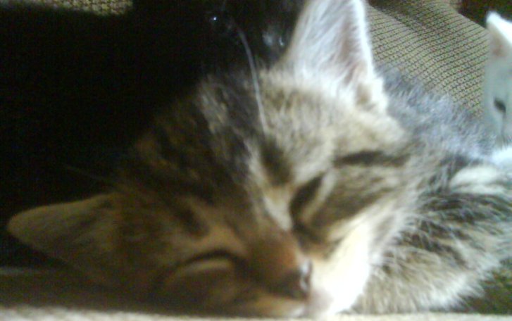 Picture of a cat / kitten / feline